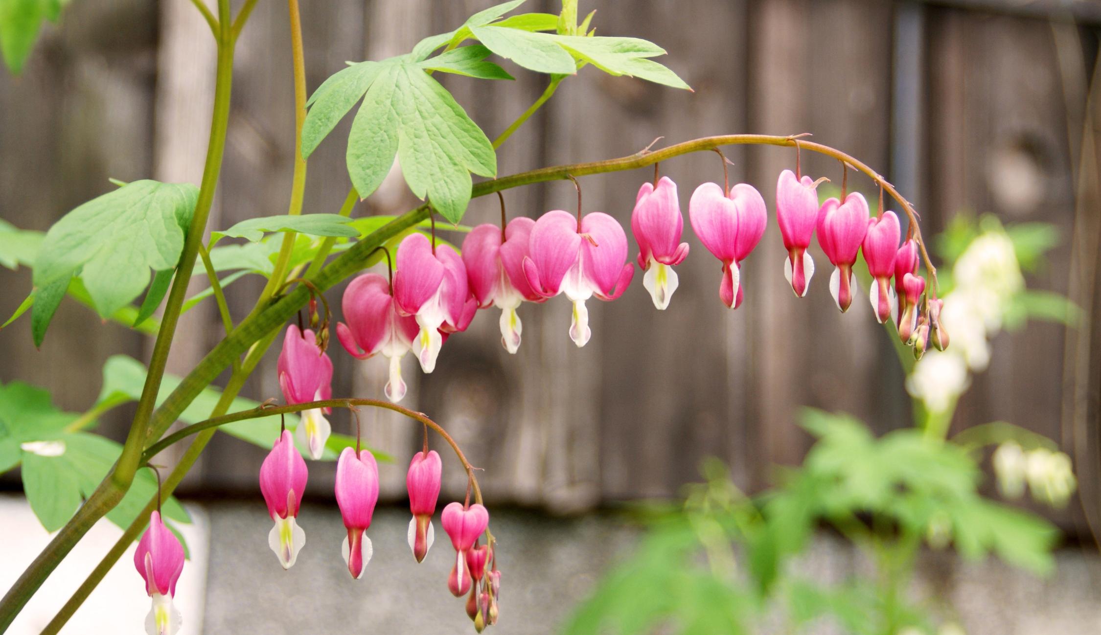 Das Tränende Herz (Lamprocapnos spectabilis) wird auch Zweifarbige Herzblume, Herzerlstock, Flammendes Herz oder Marienherz genannt.