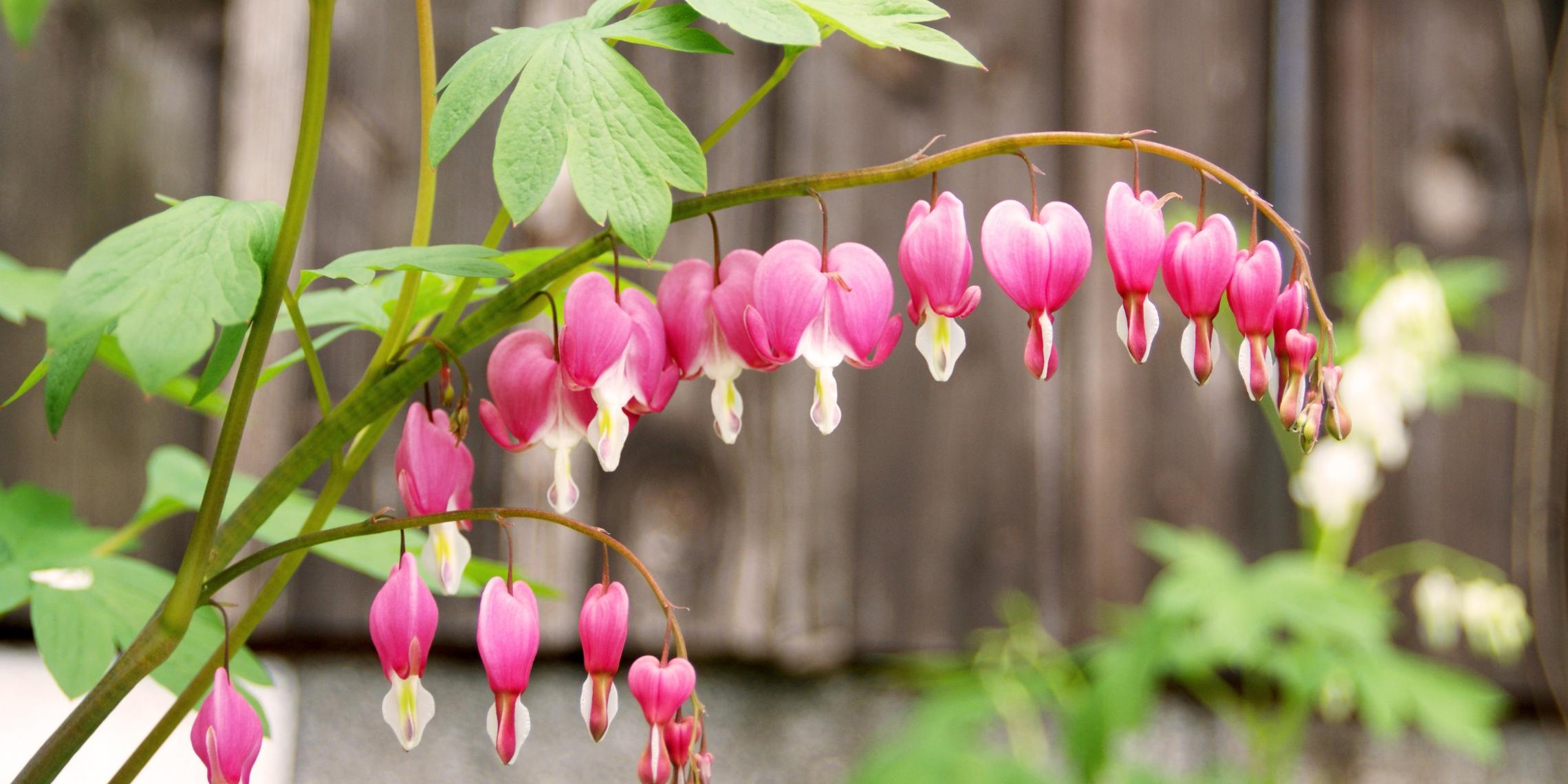 Das Tränende Herz (Lamprocapnos spectabilis) wird auch Zweifarbige Herzblume, Herzerlstock, Flammendes Herz oder Marienherz genannt.