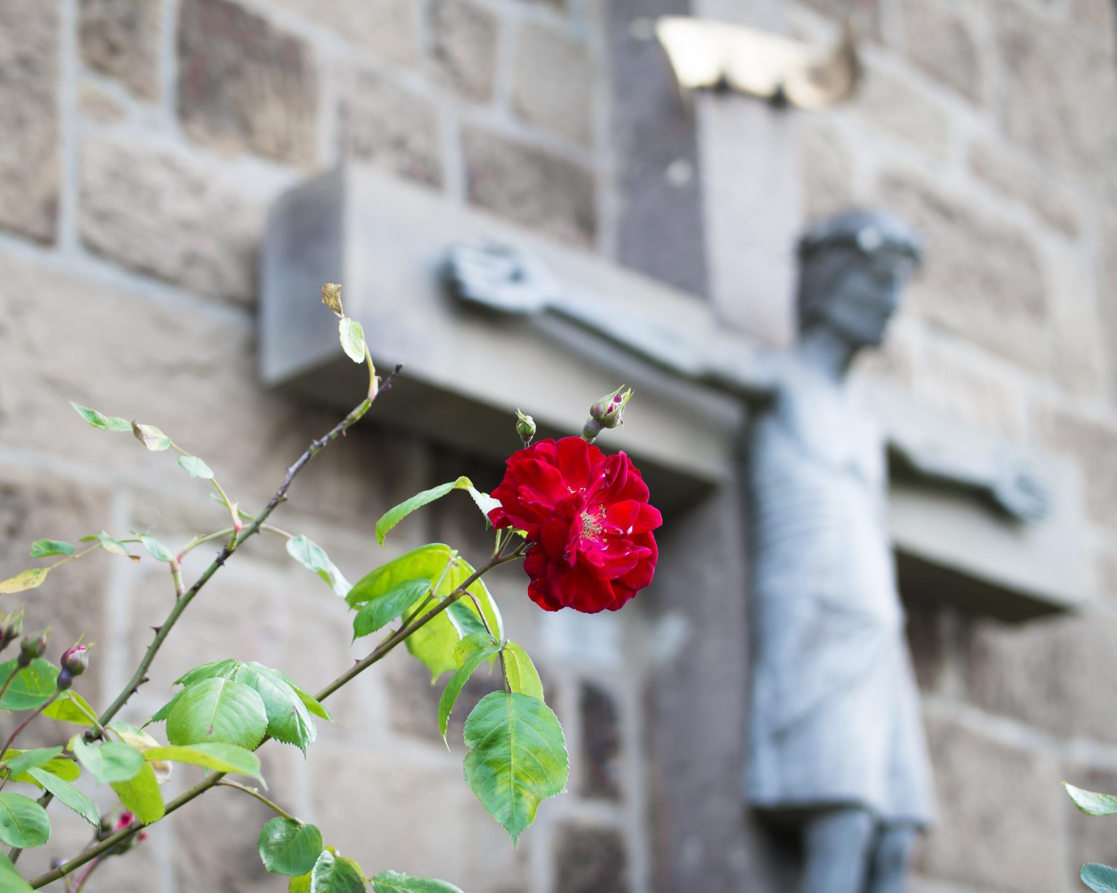 Rose und Kreuz