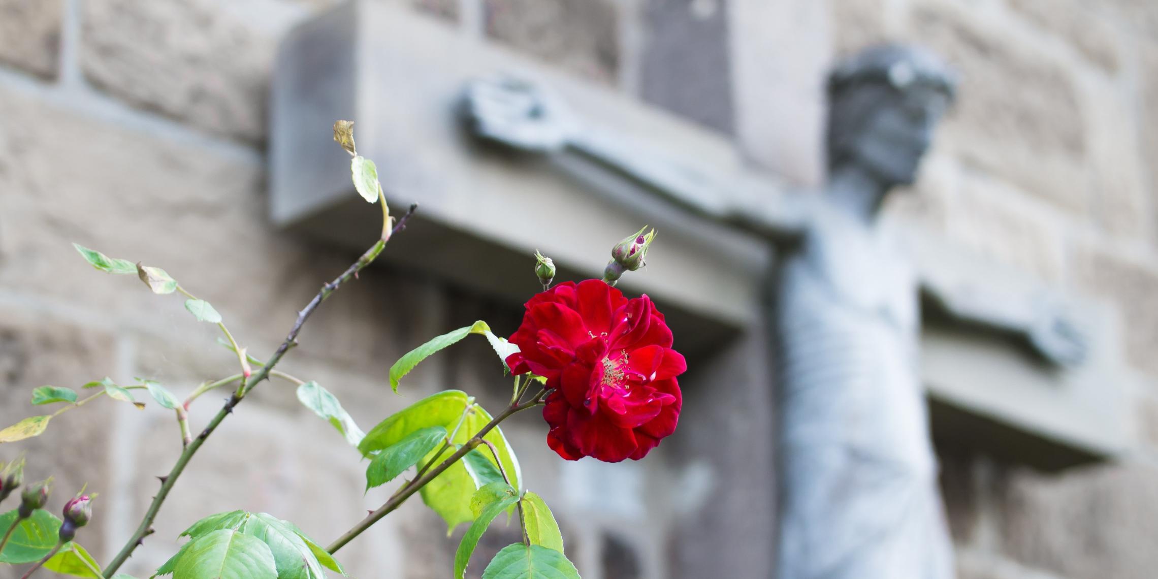 Rose und Kreuz